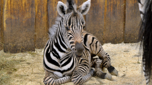 V liberecké zoo se narodila stá zebra Chapmanova