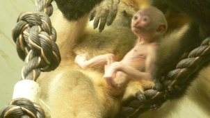 V liberecké zoo se narodila mláďata ohrožených druhů