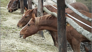 Na agroturistiku v kraji zve i Statek Zakšín na Kokořínsku