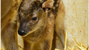 Liberecká zoo přivítala první letošní mláďata