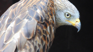 Záchranná stanice ARCHA přijala loni 1575 zvířat