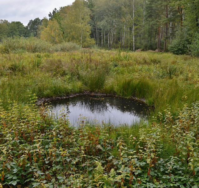 Rybníky, mokřady a tůně usnadňují život kuňkám i čolkům