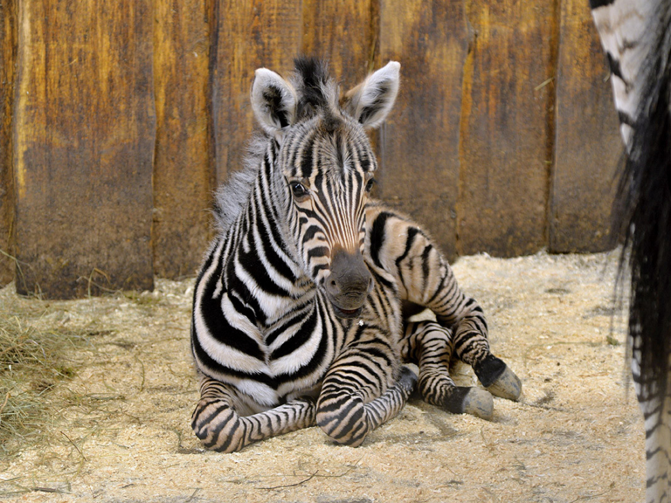 V liberecké zoo se narodila stá zebra Chapmanova