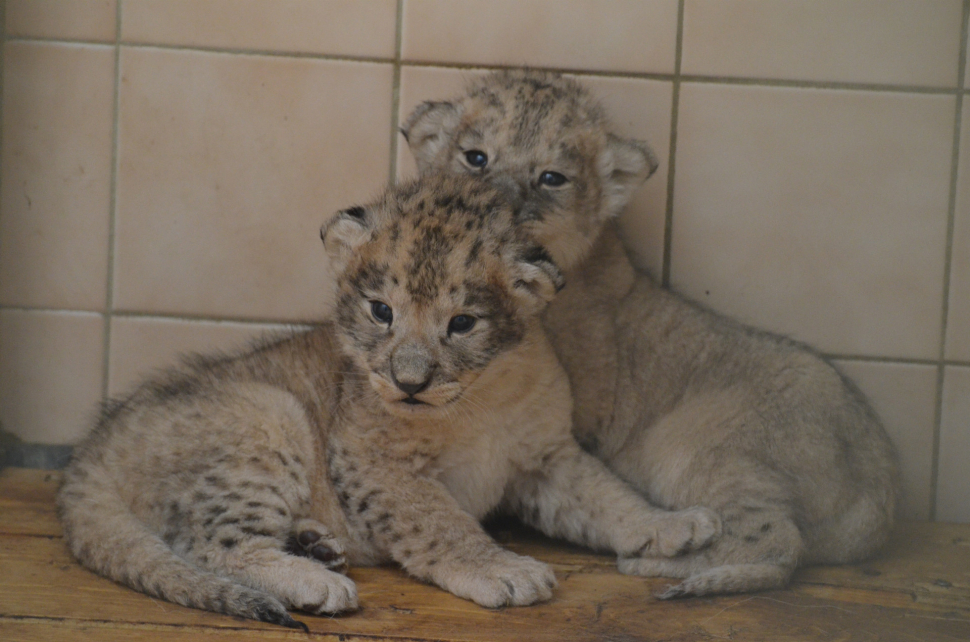 V liberecké zoo se narodila mláďata lvů berberských