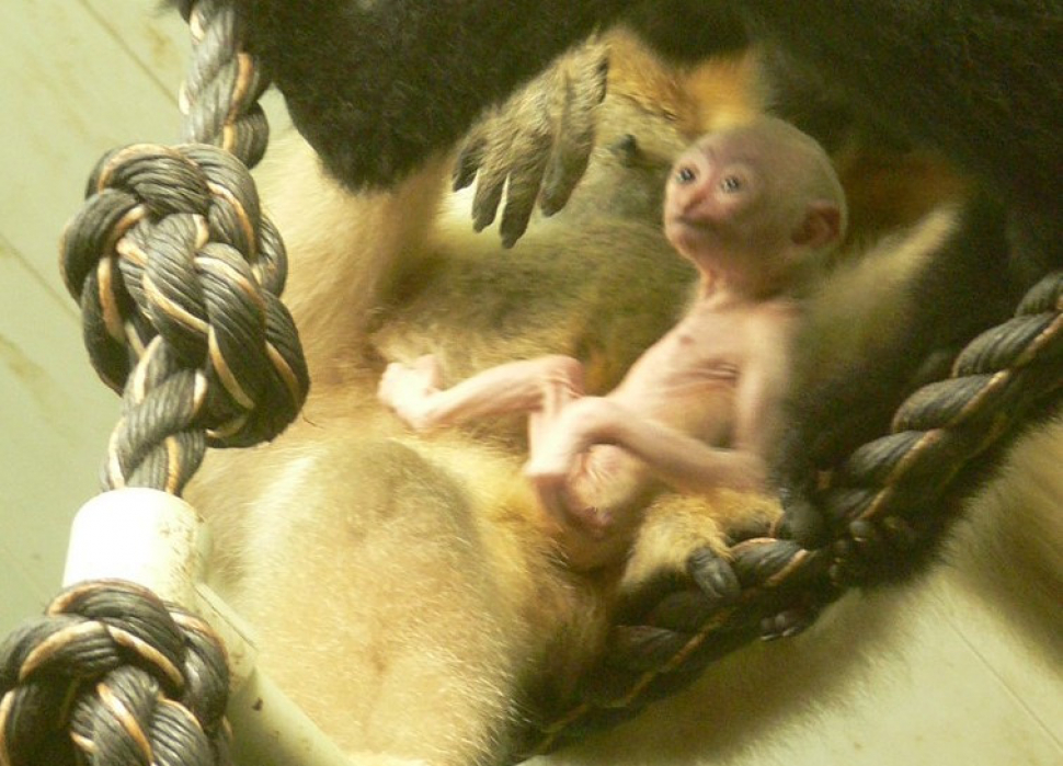 V liberecké zoo se narodila mláďata ohrožených druhů