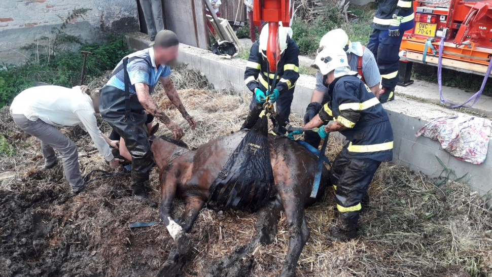 Z vážné dopravní nehody hasiči spěchali k záchraně koně