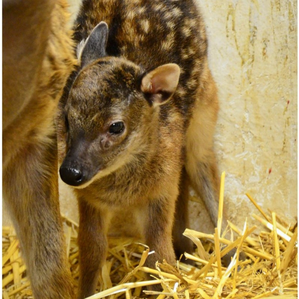 Liberecká zoo přivítala první letošní mláďata